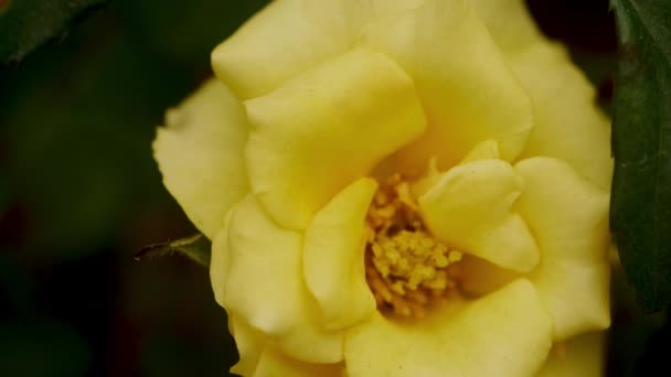 黄色のバラの花がゆっくりと動き — ストック動画