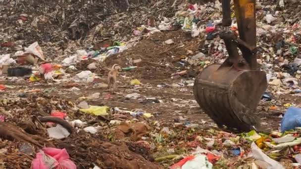 流浪狗在垃圾堆中游荡的狗 看到推土机的一部分 — 图库视频影像