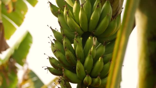 Rozmazane Tło Przechwytywania Bananów — Wideo stockowe