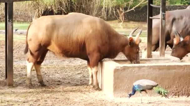 Feeding Buffalos Peacock — Stock Video
