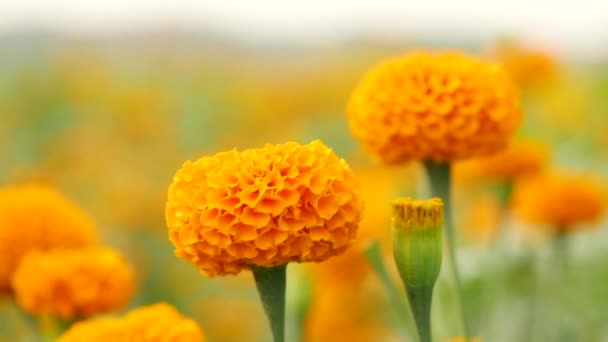 Blomstrende Modnet Marigoldblomst Som Blåser Uklar Oransje Blomsterbakgrunn – stockvideo