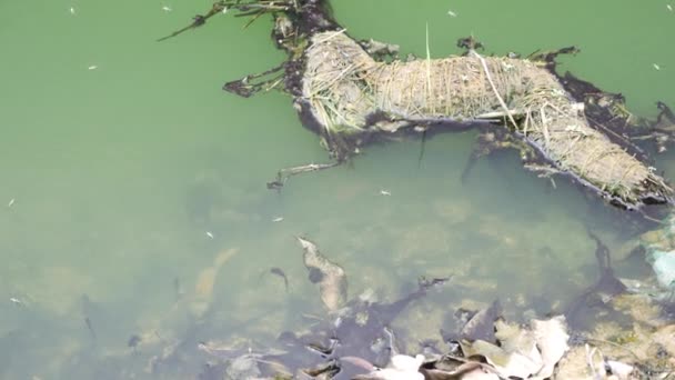 Odpadów Śmieci Odpadki Płynął Zanieczyszczonej Rzeki — Wideo stockowe