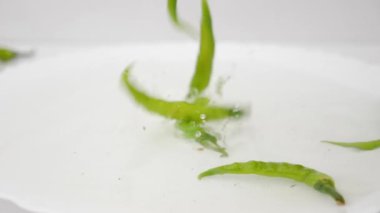 Düşen yeşil biberler su tabağına dökülüyor.