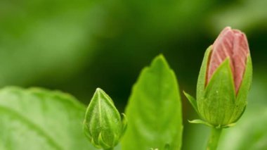 Bahçedeki bir çiçeğin tomurcuğu