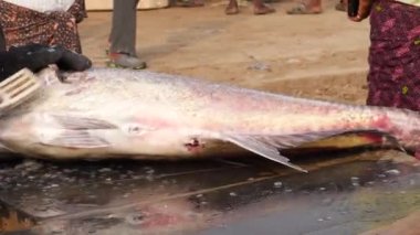 Tilapia balığının vücudunu yumuşatmak için büyük bir kazıyıcı kullanan bir balık satıcısı.
