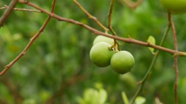 Yapraksız dalda 4k limon meyvesi