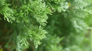 Mazı (bitki) yeşil dallarda kar.