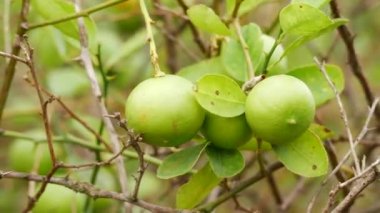 4k paketlenmiş limon suyu yaprakları