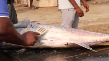 Büyük bir balığın solungaçlarını kazıyan bir adam.