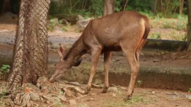 Ormanda geyik yiyorum.