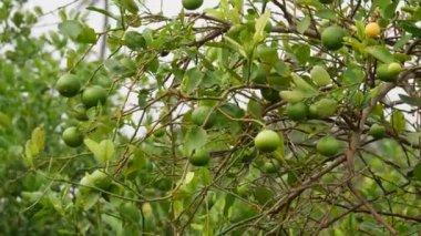Limonlu meyvenin etrafından 4 km 'lik esinti.