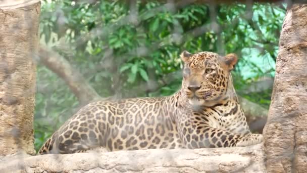 Vista Lateral Sentado Leopardo Zoológico — Vídeo de Stock