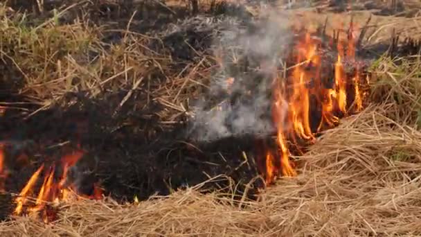 Vuur Brandende Gedroogde Struiken Rook Afkomstig Van Verbrand Deel — Stockvideo