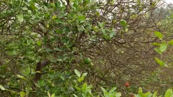 Збільшення Вапняного Дерева Сухих Гілок Дме Сухе Листя — стокове відео