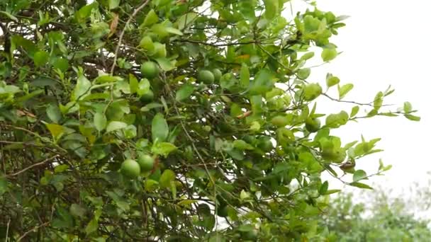 Árvore Limão Embalado Ramos Folhosos Fundo Arbustivo — Vídeo de Stock