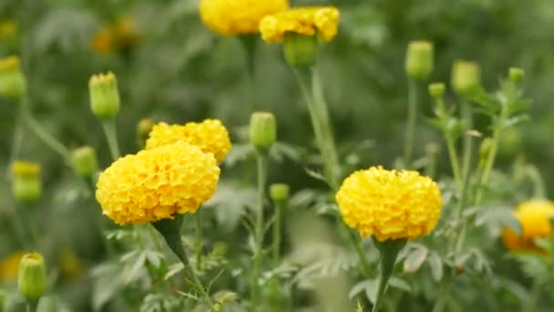 Přiblíženo Žluté Kvetoucí Květina Foukání — Stock video