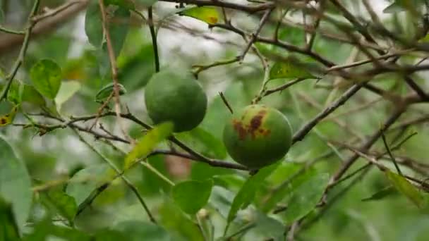 Zoomed Fruta Lima Podrida Inmadura — Vídeos de Stock