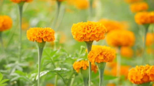 Jasnopomarańczowy Marigold Dmuchanie Zielonych Roślin Między — Wideo stockowe