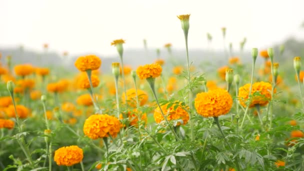 Высокая Порода Незрелой Мэриголд Короткий Оранжевый Цветок Саду — стоковое видео