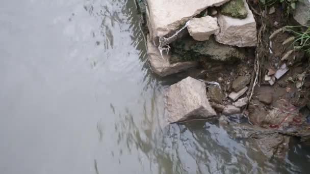 Znečištění Řece Vody Protože Průmyslový Není Léčba Odpadní Kanalizace — Stock video