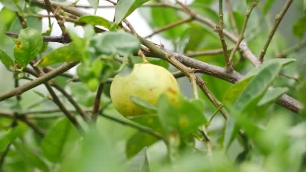 Одинарне Дозрівання Збільшено Листяній Гілці Лимона Привіт — стокове відео