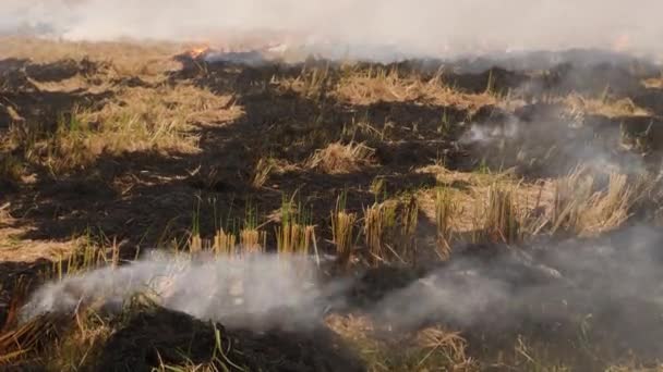 Большая Земля Сухих Кустов Сожжены Несгоревшие Кусты Между Эффект Дыма — стоковое видео