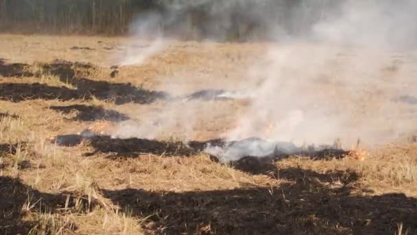 Arbusti Bruciati Sparsi Giro Incendi Che Fanno Uscire Fumo — Video Stock