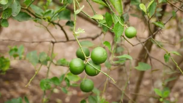 Frutti Lime Verde Rotondo Gambo Senza Foglie Effetto Brezza — Video Stock