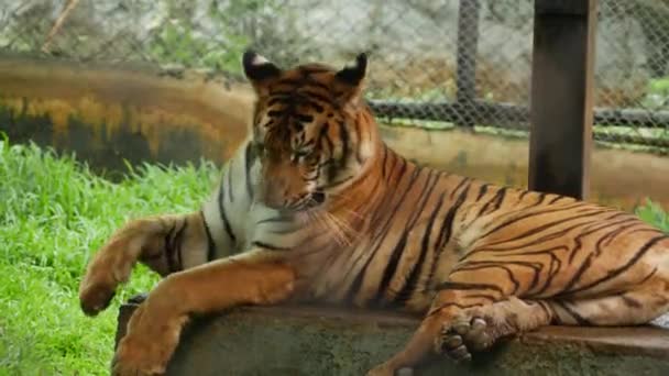 Boční Pohled Tygr Lízání Ruky — Stock video