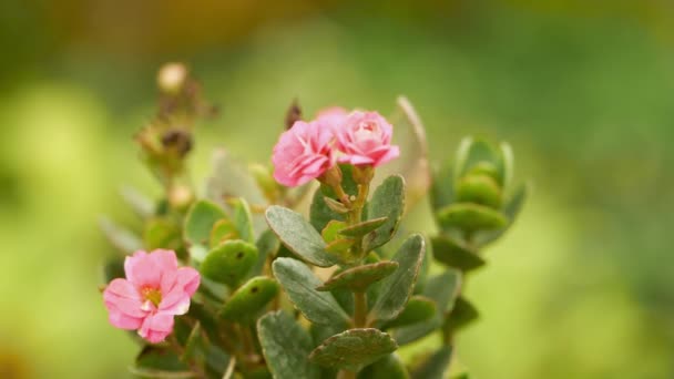 Pink Rose Garden Macro — Stock Video