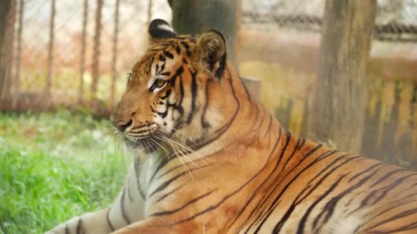Sedící Zírající Tygr Boční Pohled — Stock video