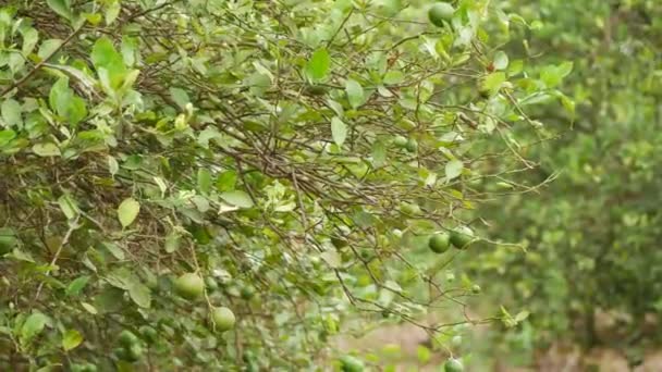 Verschwommener Hintergrund Zitronenbaum Reife Und Unreife Zitrusfrüchte — Stockvideo