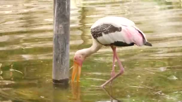 Bird Beak Water Swamp — Stock Video