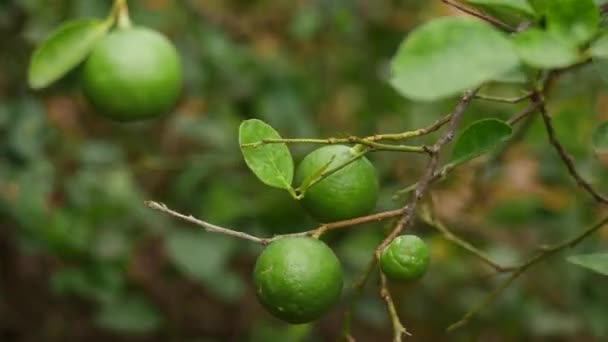 Citron Agrumes Non Mûrs Sur Effet Brise Branche — Video