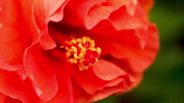 Fiore Ibisco Rosso Primo Piano Rallentatore — Video Stock