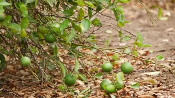 Frutas Limoeiro Ramos Tocando Folhas Secas Caídas Chão — Vídeo de Stock
