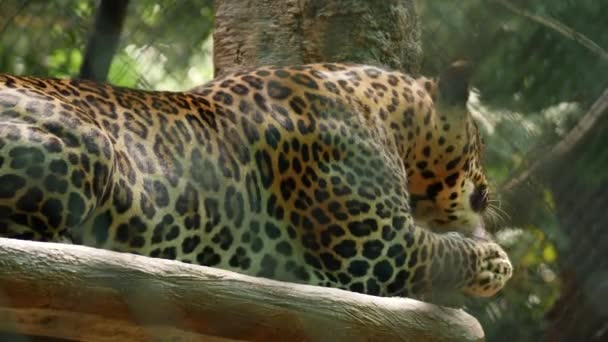 Boční Pohled Leopard Lízání Rukou — Stock video
