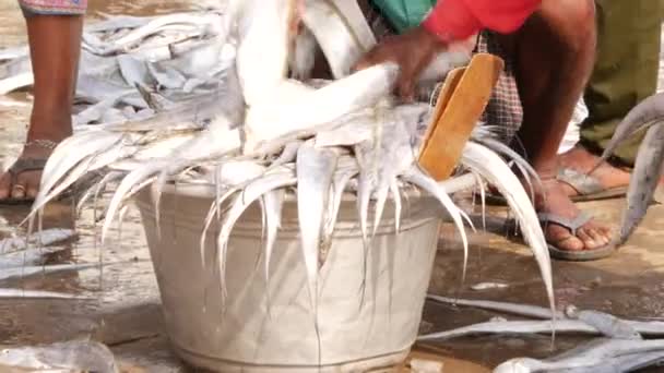 Dois Homens Embalando Peixes Longos Uma Grande Panela Cheia Mercado — Vídeo de Stock