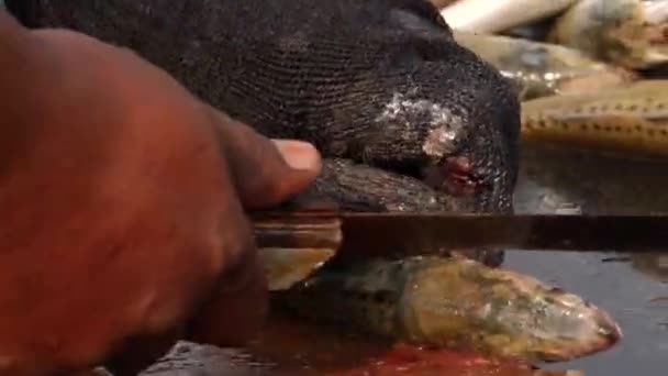 Chiudere Cattura Pesce Fresco Uomo Tagliare Pinne Lati Affilati Poi — Video Stock
