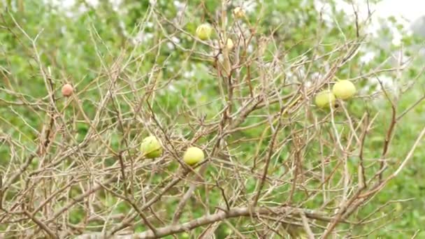 Reife Zitrusfrüchte Auf Blattlosen Zweigen Verschwommen Baumhintergrund — Stockvideo
