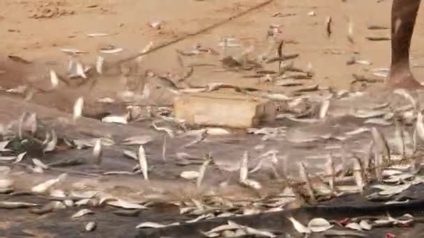 Alguém Separar Peixes Sua Rede Chão — Vídeo de Stock