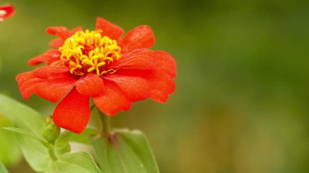 Bahçede Kırmızı Sarı Yıldız Çiçeği — Stok video