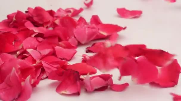 Romantic Rose Petals Falling — Stock Video