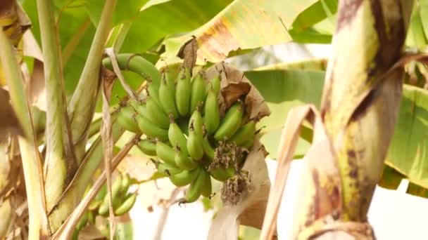 Banana Rami Foglie Muovendosi Dolcemente Causa Dell Aria — Video Stock