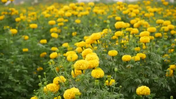 Žlutá Marigold Květinová Zahrada Foukání Mírně — Stock video