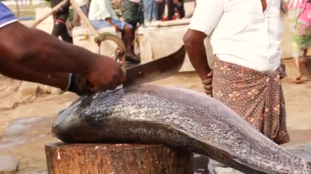 Человек Отрезающий Голову Большой Рыбе — стоковое видео