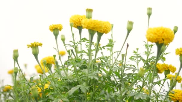 Érlelt Éretlen Sárga Marigold Virág Szembeötlő Elrendezésű Levél Szárán — Stock videók