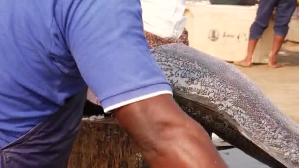 Homem Transformando Peixe Muito Grande Uma Prancha Com Grande Esforço — Vídeo de Stock