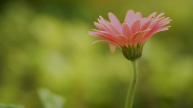 Pembe dahlia çiçek bahçesinde