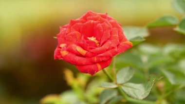 Pembe gül çiçeği yavaş çekimde yaklaşır.